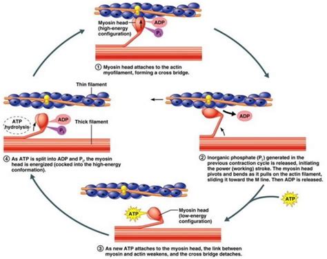 Physiology of Skeletal Muscle Contraction