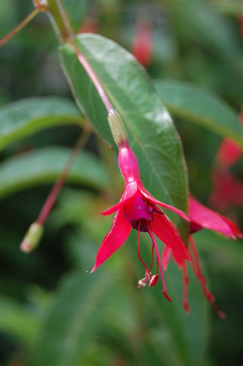 Fuchsia regia | landscape architect's pages