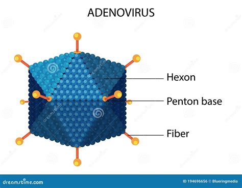 Structure Of Adenovirus. Vector Diagram | CartoonDealer.com #34731829