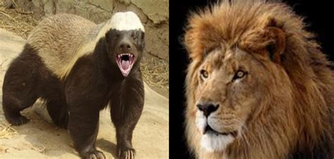 Honey badger vs Lion fight and facts