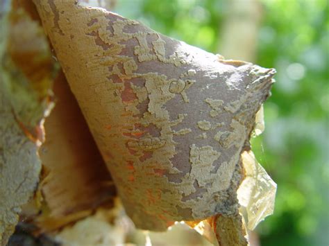 Why Some Trees in Minneapolis Have Peeling Bark