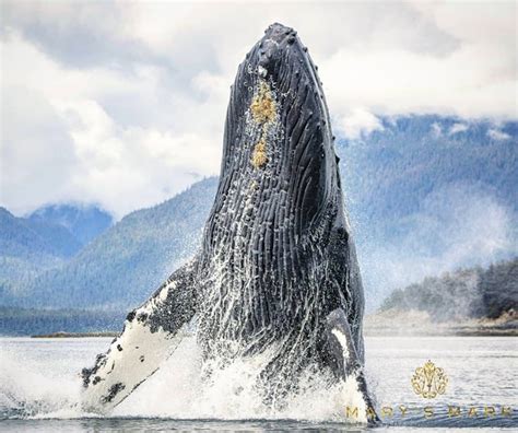 Humpback Whale Breaching in Juneau, Alaska | Wildlife Photography