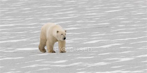 Polar Bear Walking — Strolling, predators - Stock Photo | #162234154