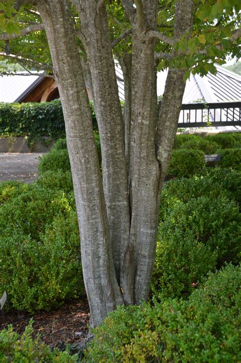 American Hornbeam – Versatile Small U.S. Native Tree | What Grows There ...