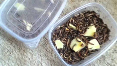 Rainbow Mealworms - YouTube