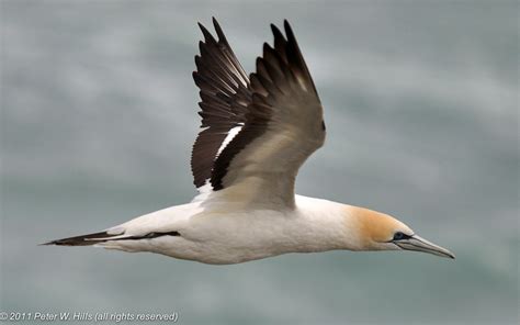 Gannet Australasian (Morus serrator) adult in-flight - Muriwai Colony ...