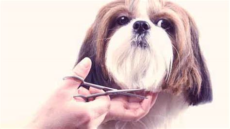 Shih Tzu Grooming Instructions