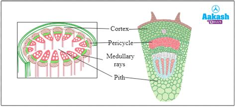 Ground Tissue System in Dicot, Monocot Stem & Root | AESL