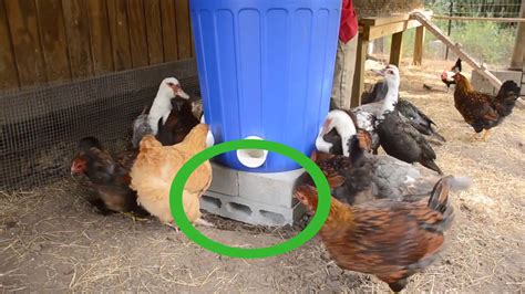 How to Make an Automatic Chicken Feeder: 13 Steps (with Pictures)