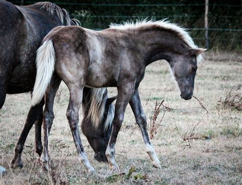 Pin by Paola R. on hoofshu | Pretty horses, Beautiful horses, Horse breeds