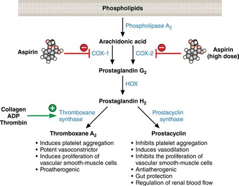 Image result for aspirin mechanism of action | Aspirin, Cardiovascular risk, Risk prevention