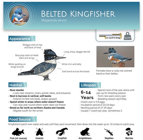 Deep Dive: Get to Know the Kingfisher | Riverlink