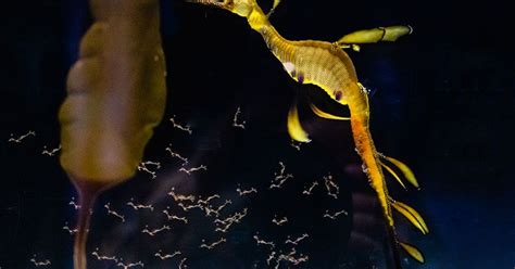 Birch Aquarium Welcomes Baby Weedy Seadragons