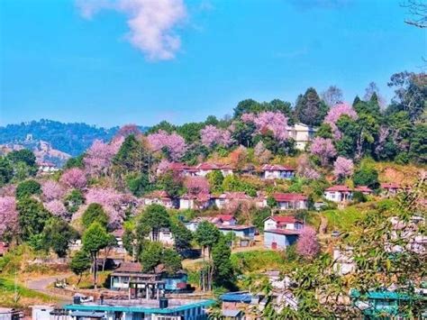 Shillong Cherry Blossom Festival Is Back & We're Super Excited!