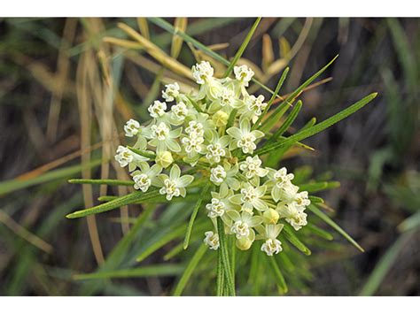 Asclepias verticillata - Jersey-Friendly Yards