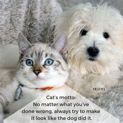 Cats vs Dogs quotes and funny sayings for your beloved pets