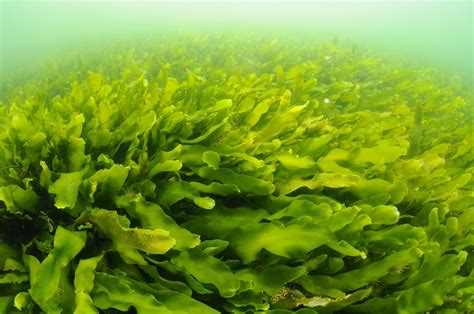 Green, brown and red – Balearic seaweeds