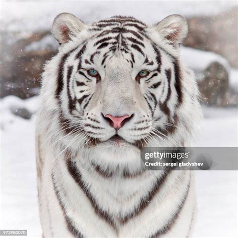 1,487 White Tiger Habitat Stock Photos, High-Res Pictures, and Images ...