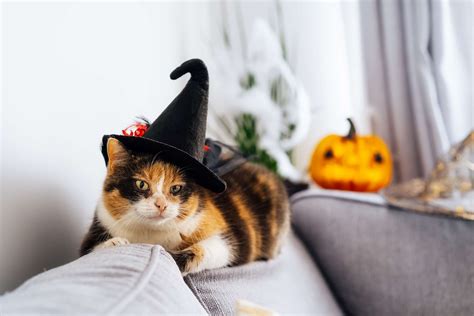 Spooky Delights: Unveiling the Mystery of Halloween Cats