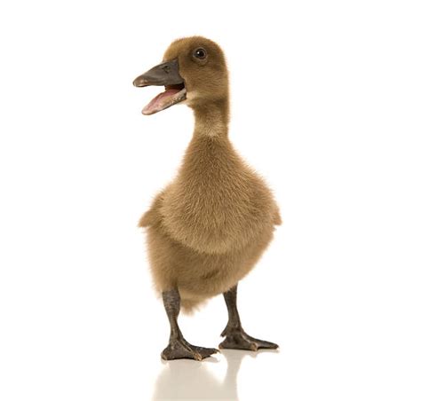 Ugly Duckling Stock Photos, Pictures & Royalty-Free Images - iStock