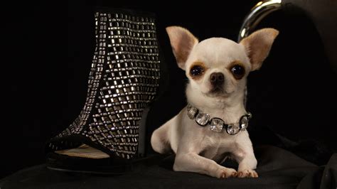 Pearl the chihuahua is the world's shortest dog : NPR