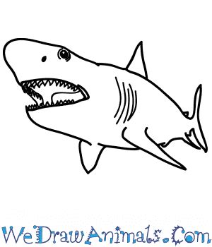 Giant Shark Megalodon Drawing