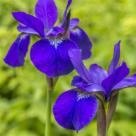 Blue Flag Iris | Most Popular Pond Plant | The Pond Guy