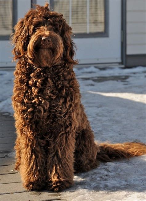 chocolate labradoodle puppies | Cute dogs cats etc. | Pinterest