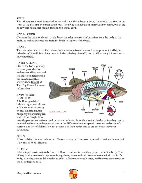 Fish anatomy