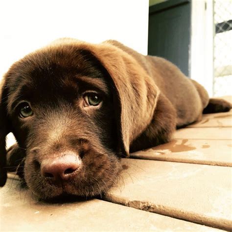 The innocent eyes. ️ | Labrador retriever, Labrador dog, Labrador ...