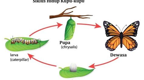 Hikmah Metamorfosis Kupu - Kupu