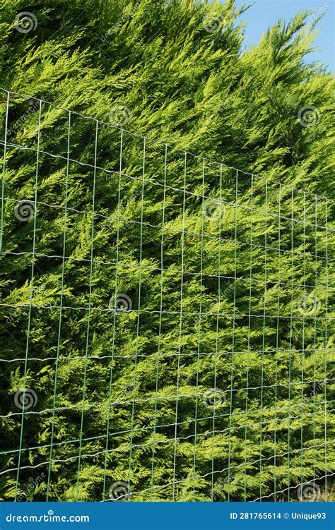 Garden Fence and Gate in Rigid Wire Mesh Panels Stock Photo - Image of tree, post: 281765614