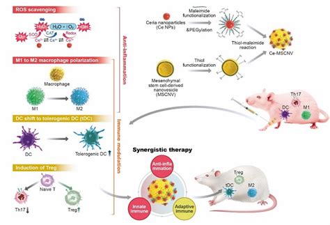 New Nanoparticles Found to Be Effective for the Treatment of Rheumatoid ...