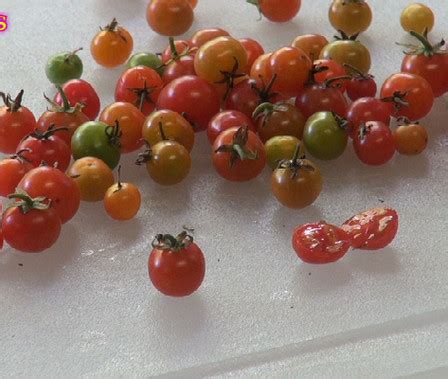 Wild Currant Tomato From Peru | HRSeeds