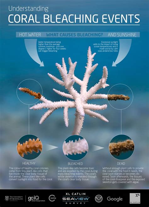 The Importance of Coral Reefs in 2018