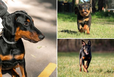 Rottweiler vs Doberman vs Beauceron - Ultimate Black & Rust Canines | PawLeaks