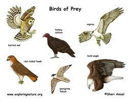 Fun Birds of Prey Facts for Kids