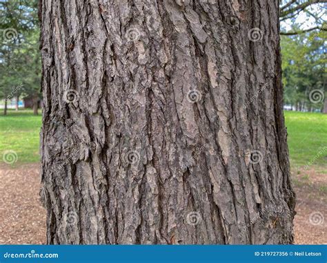 Tree Identification. Tree Bark. Eastern Hemlock. Tsuga Canadensis Stock ...