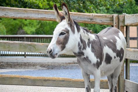 Miniature Donkey | The Maryland Zoo