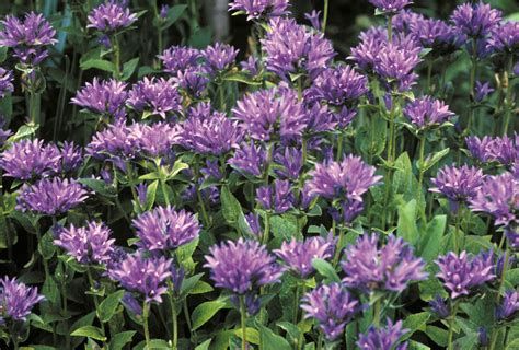 Bellflower | Annual, Perennial, Blue | Britannica