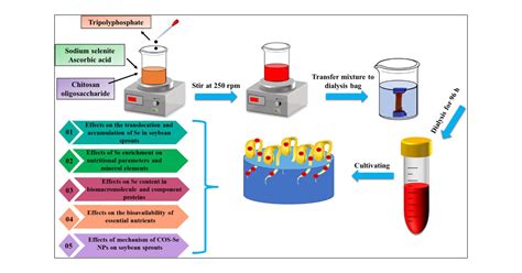 Synthesis and Characterization of Chitosan Oligosaccharide Selenium ...