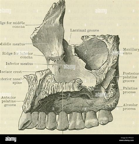 Anterior nasal spine hi-res stock photography and images - Alamy