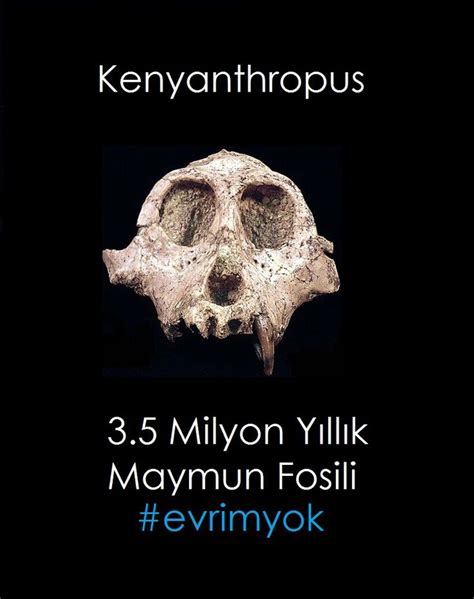 Kenyanthropus | Fossils, Palaeontology, Hominid