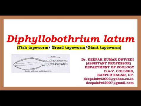 Diphyllobothrium Latum: Morphology, Life Cycle, Symptoms - science - 2024