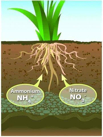 Urea fertilizer: application, composition – Healthy Food Near Me