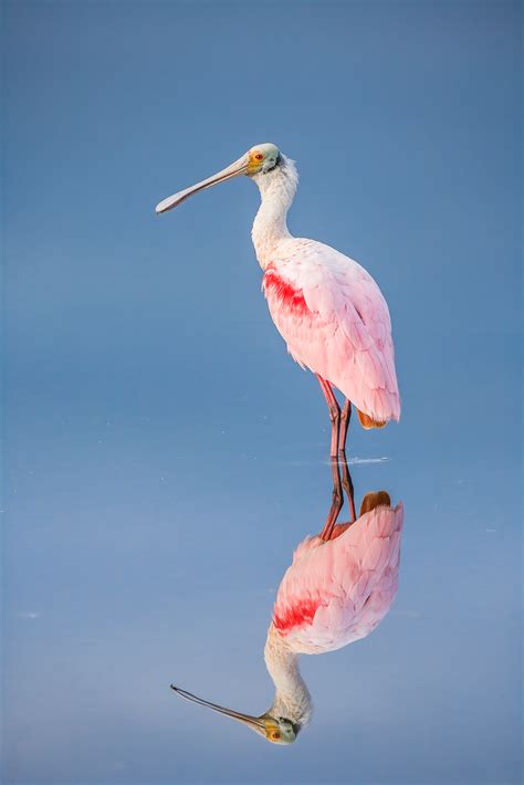 Rosey Spoon : Merrit Island, Florida : Lance B. Carter Photography