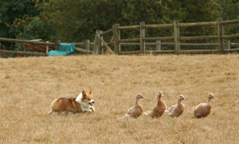 2012 Pembroke Welsh Corgi Herding Trials - The Daily Corgi