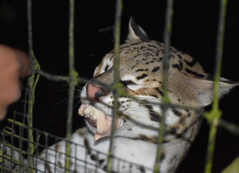 Ocelot feeding at night | Smithsonian Photo Contest | Smithsonian Magazine