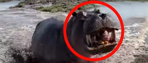 Video Shows Gargantuan Hippo Attacking Photographers In Africa | The ...