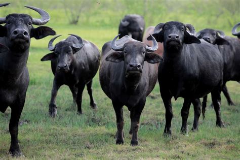 Water Buffalo, the Bovine Behind Italy’s Most Famous Mozzarella - culture: the word on cheese ...